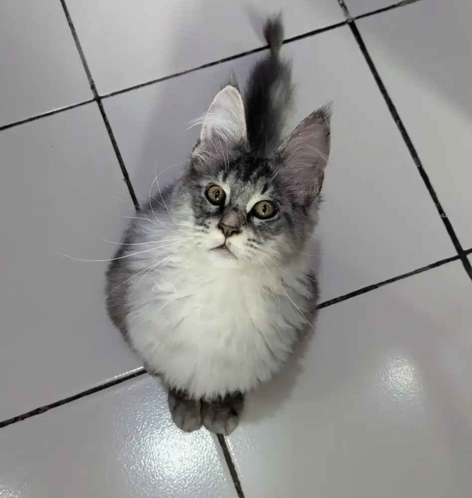KUCING MAINECOON KITTEN 3BULAN SILVER NONPED