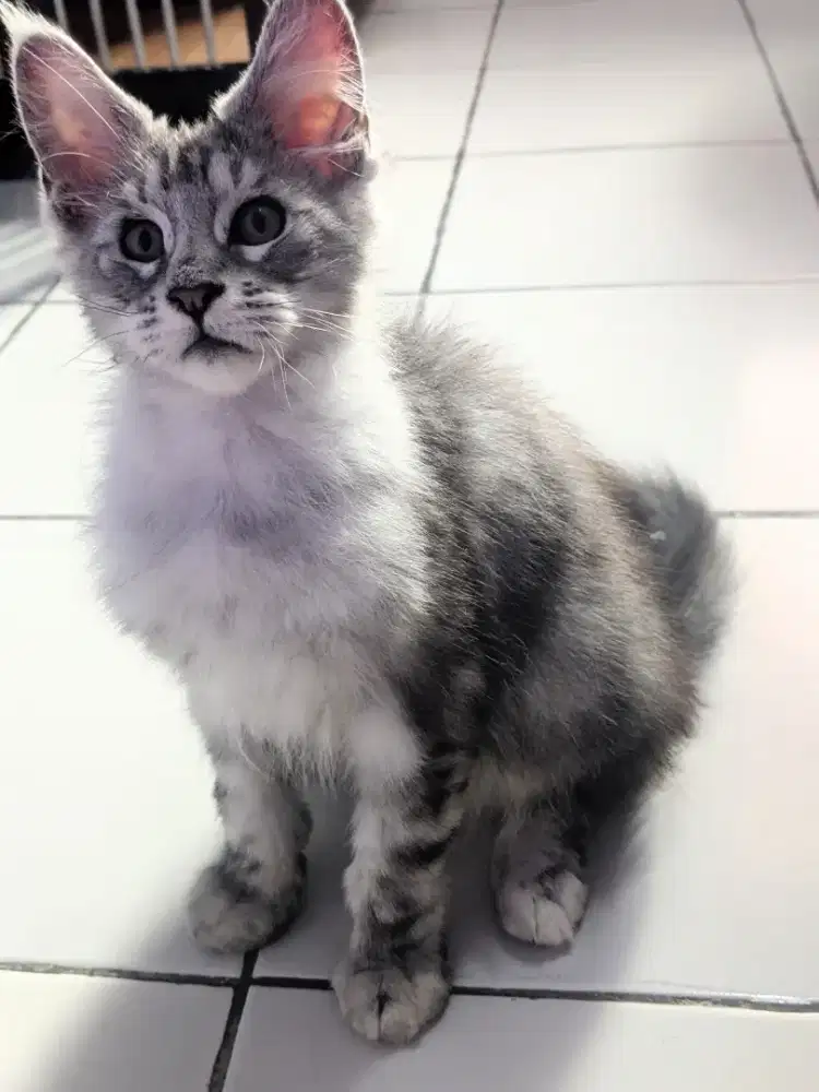 KITTEN ANAK MAINECOON 3BULAN NONPED SILVER