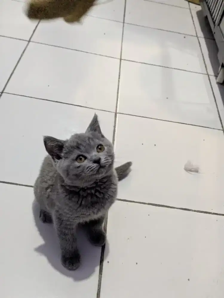 ANAK KUCING KITTEN BRITISH SHORTHAIR BLUE SOLID NONPED