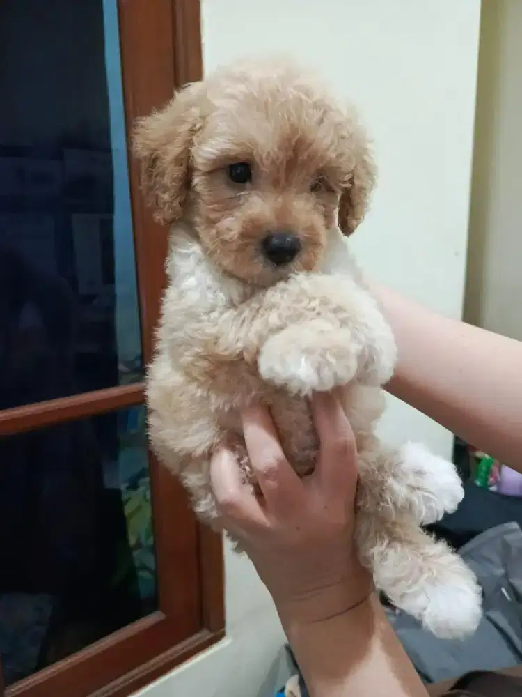 Jual Anak Anjing Poodle/ Poodle Puppies