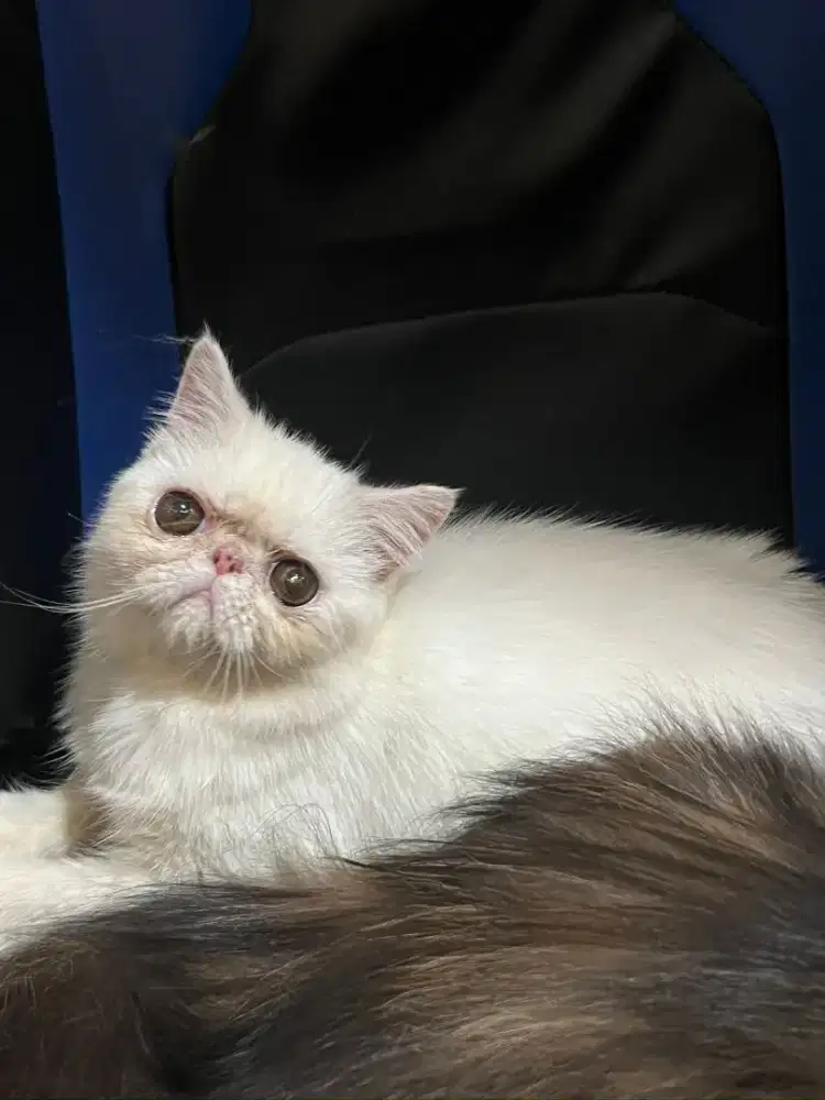 PERSIA PEAKNOSE EXOTIC JANTAN 7BULAN NONPED