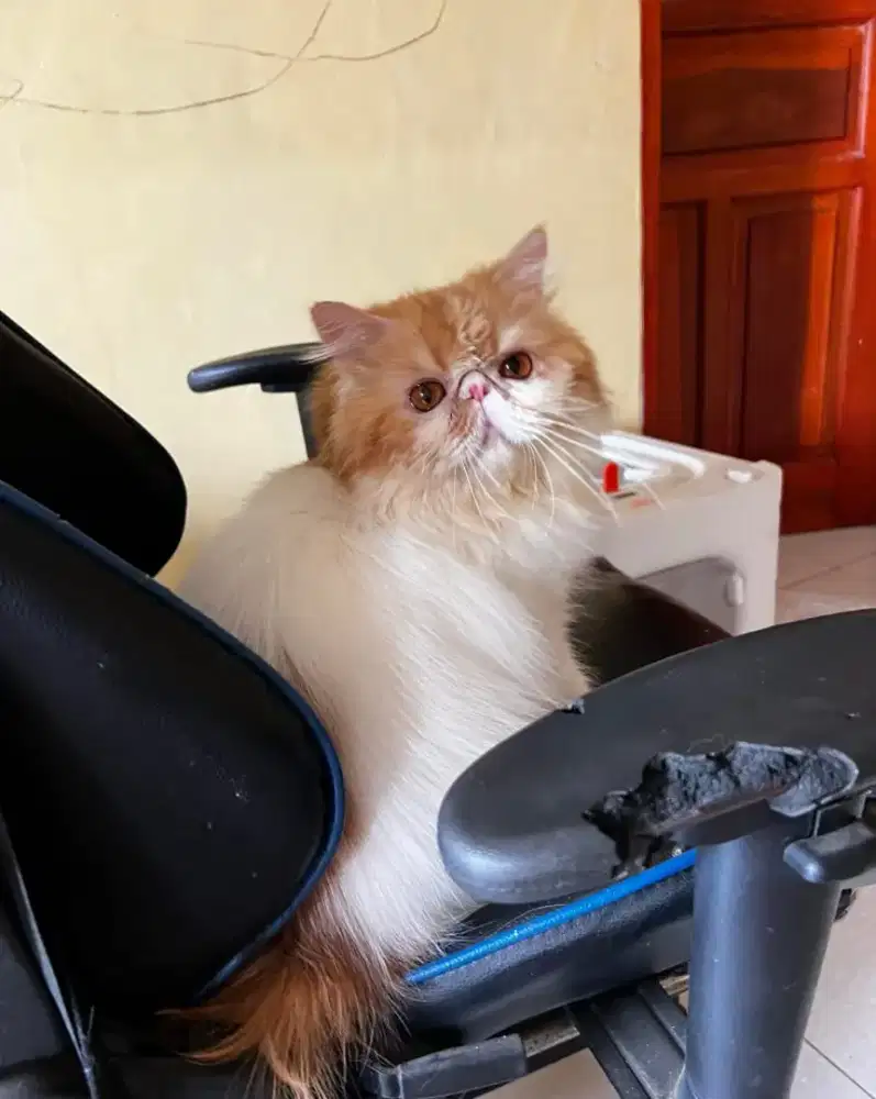 KUCING PERSIA PEAKNOSE PEJANTAN 3TAHUN JAGO KAWIN