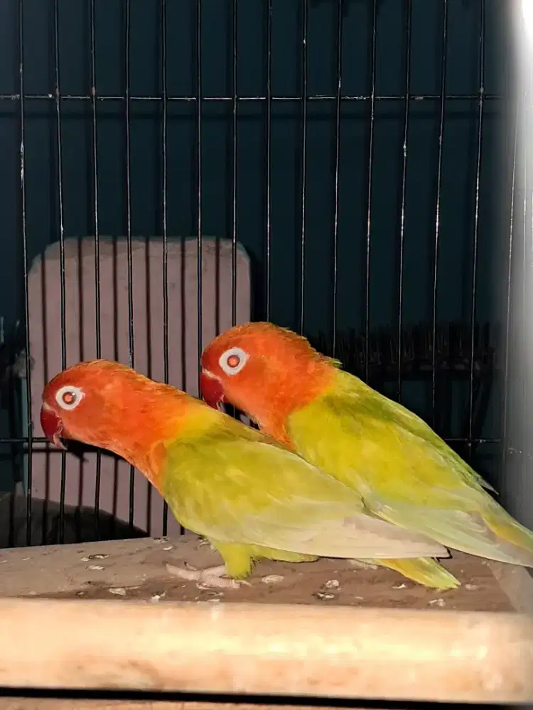 Lovebird Biola PF Green Mata Merah dewasa