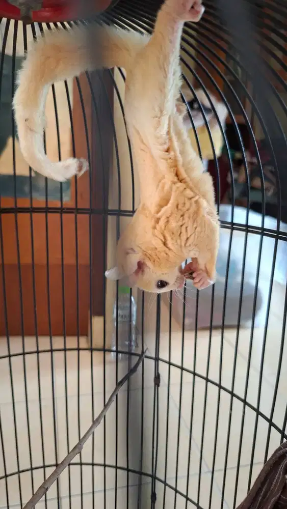 Sugar glider leu jantan siap jodoh