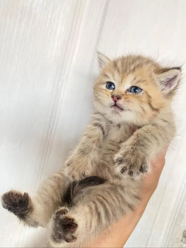 Kucing kitten British shorthair Golden