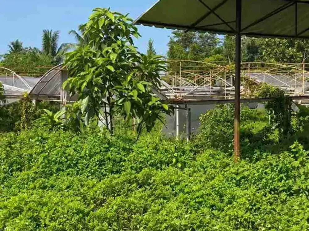 Lahan Strategis Pinggir Jalan di Parung Panjang