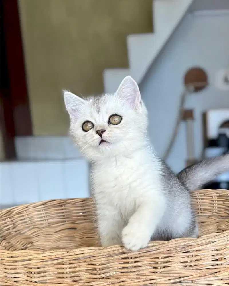 Kucing british shorthair silver