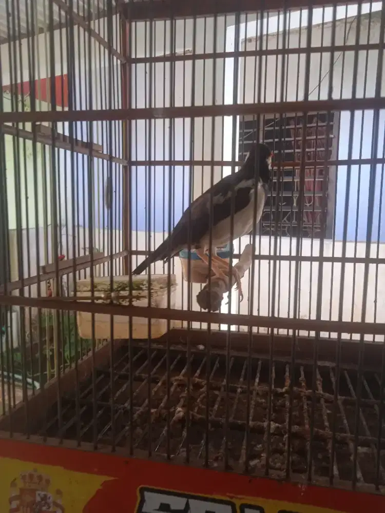 Jalak suren gacor