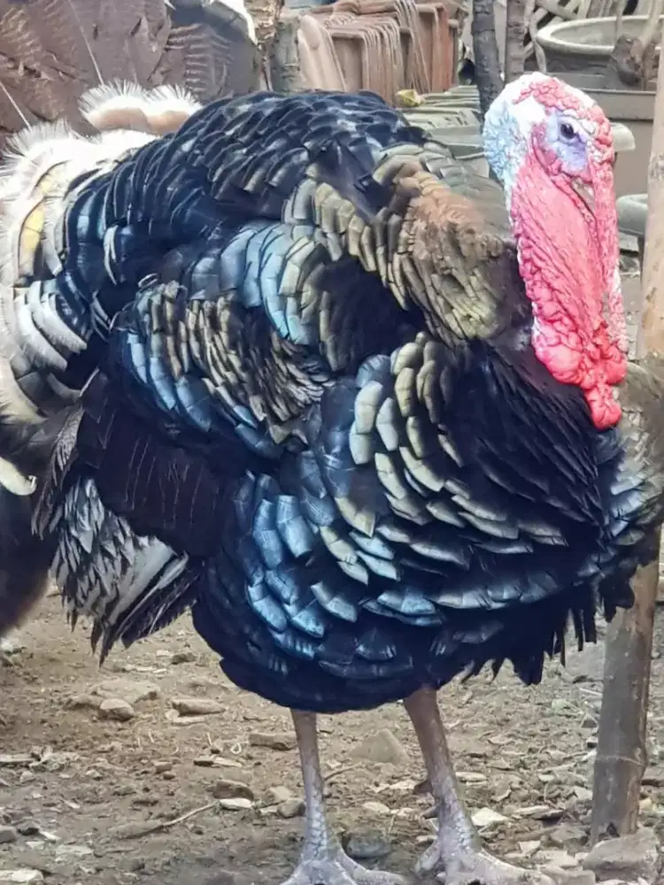 Sepaket Ayam Kalkun