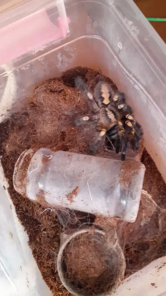 Tarantula P. Metalicca