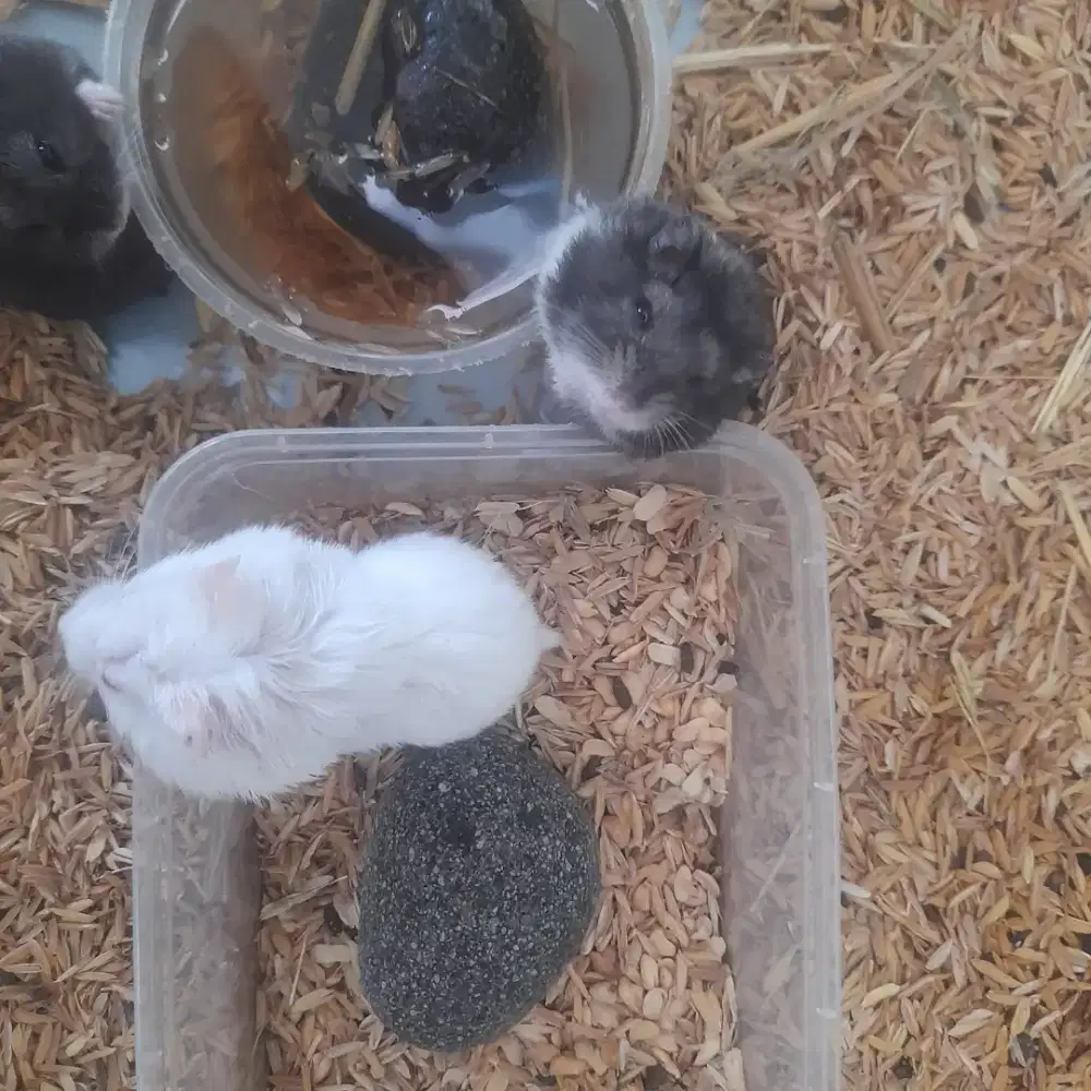 Hamster campbell gen panda rawatan pribadi