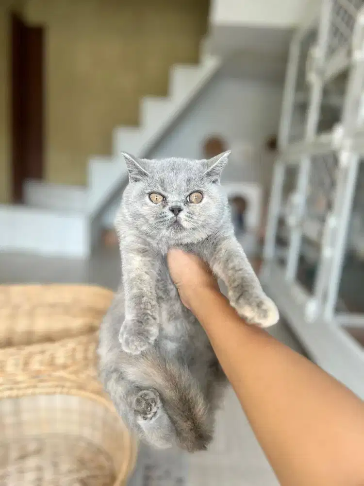 Kucing british shorthair blue tortie