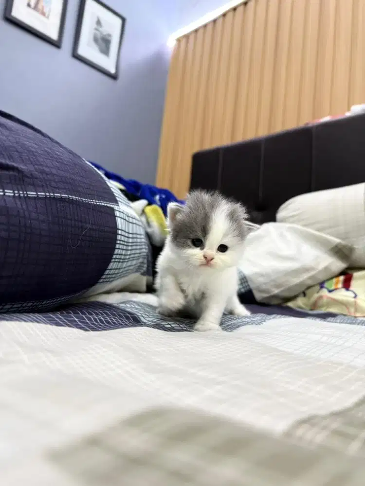 Anak Kucing British short hair mix Persian