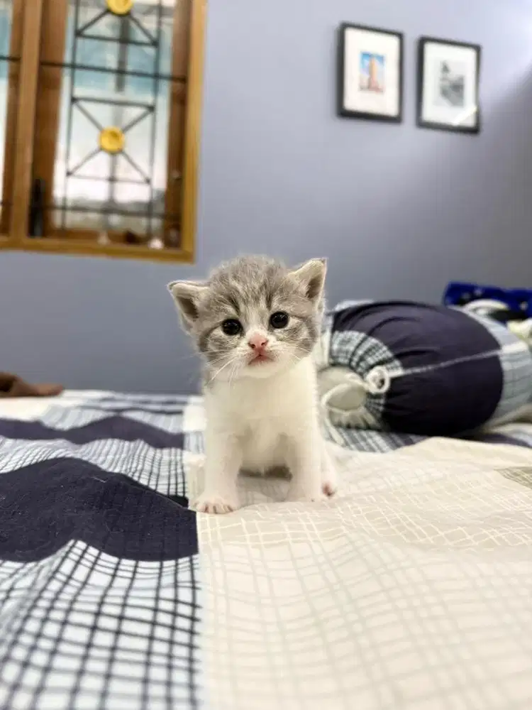 Anak Kucing British short hair mix Persian