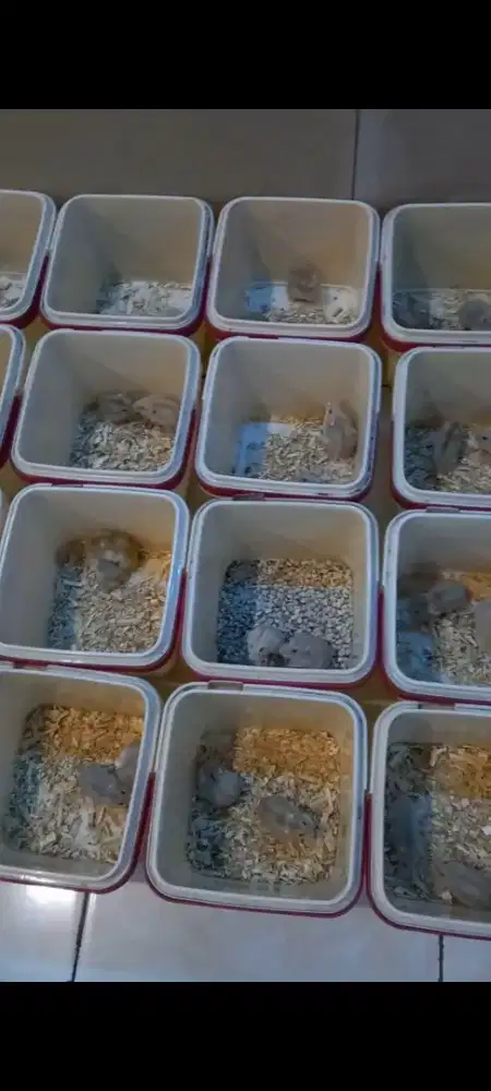 Indukan Hamster