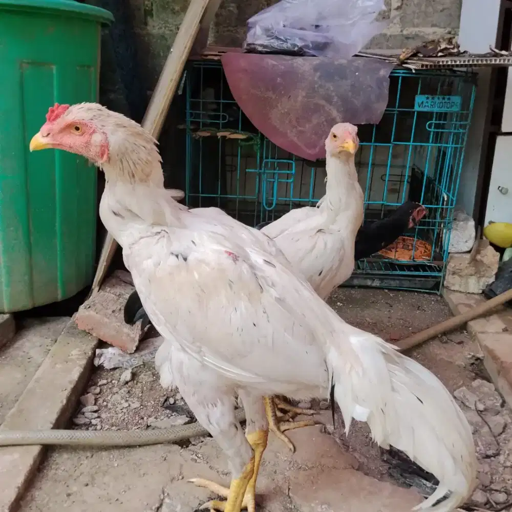 Ayam Bangkok Klasik