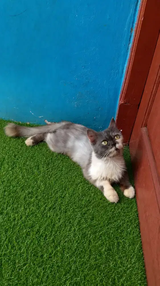 Kucing Persia betina murah