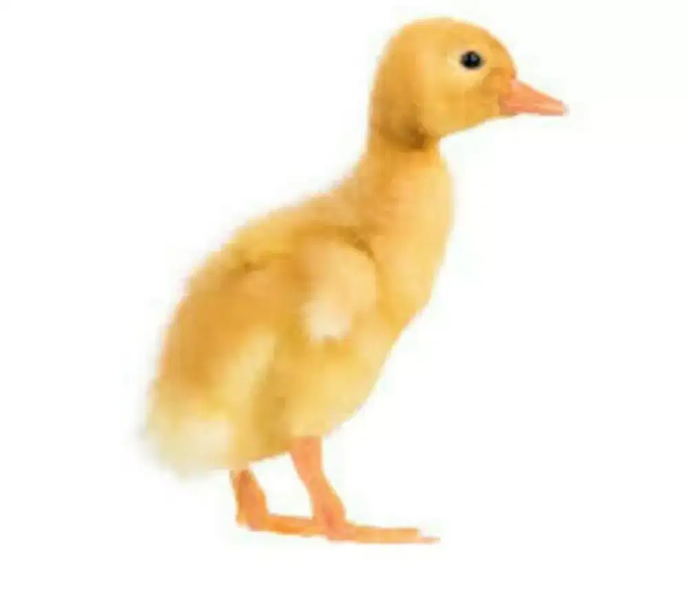 Dod bibit bebek peking jumbo