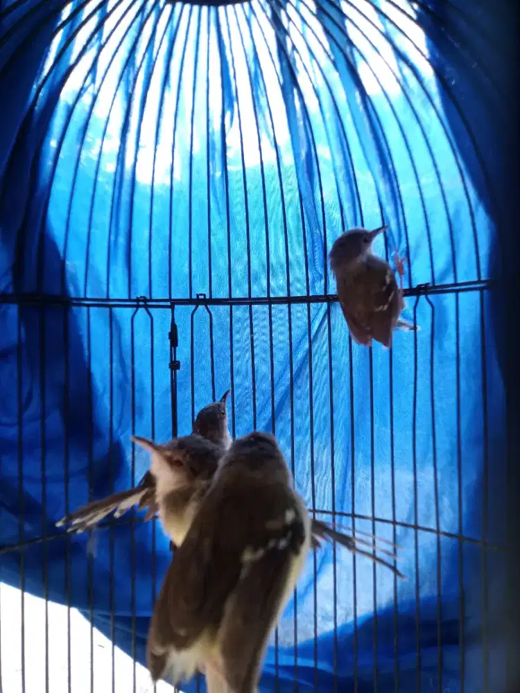 Burung ciblek semi