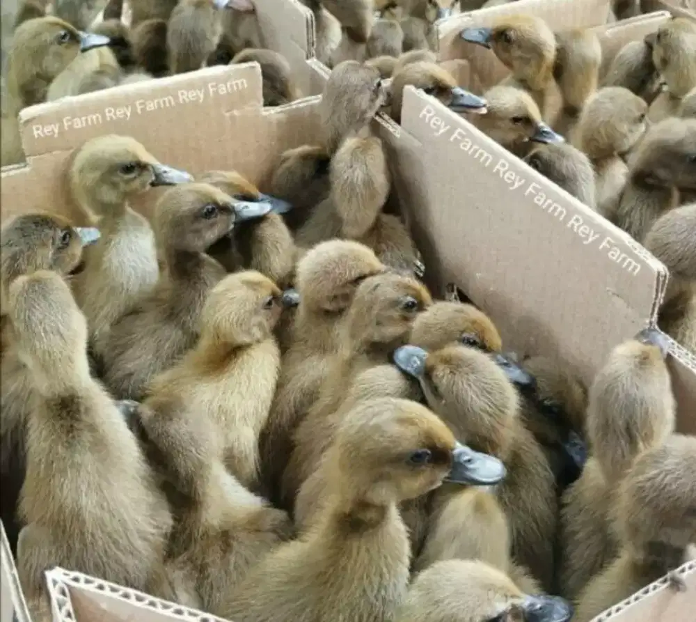 Dod bibit bebek lokal jantan