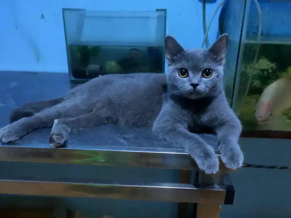 BSH female Hamil dan bengall Jantan