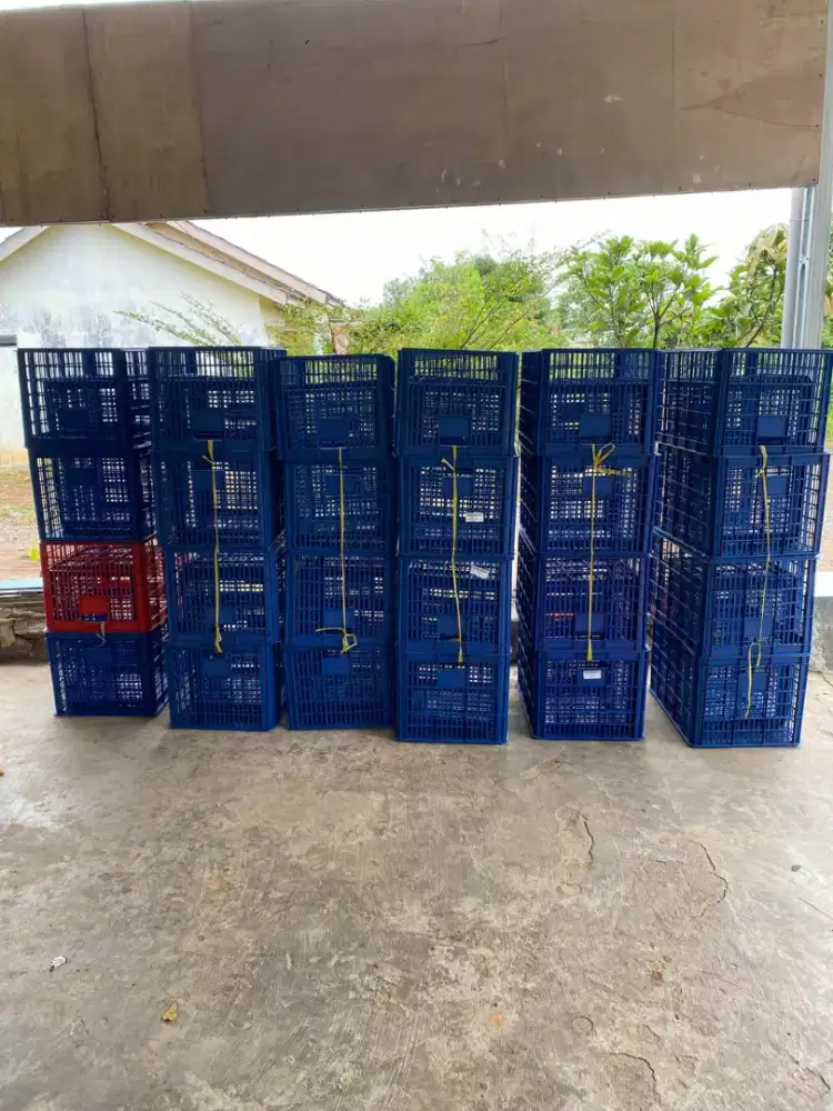 Keranjang Krat tumpuk Plastik