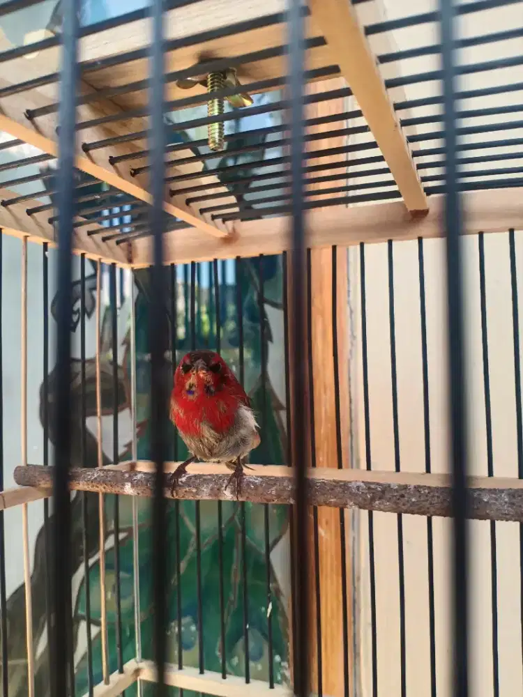 Burung kolibri sepah raja