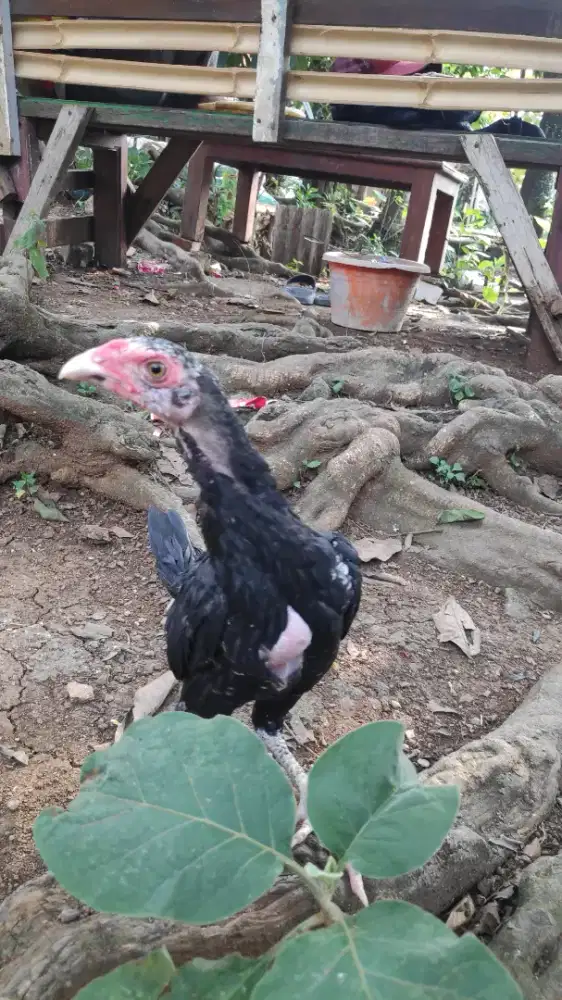 Ayam Bangkok selatan