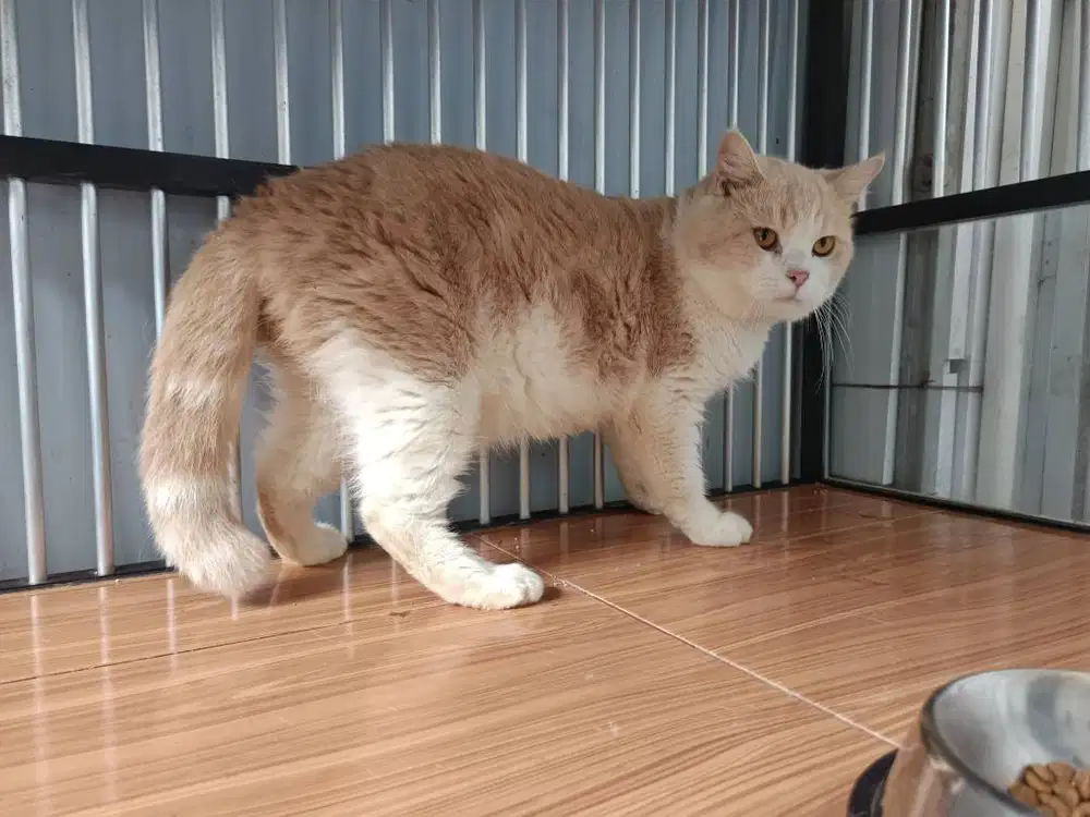 british shorthair bsh jantan 1 tahun 5 bulan cream bicolor