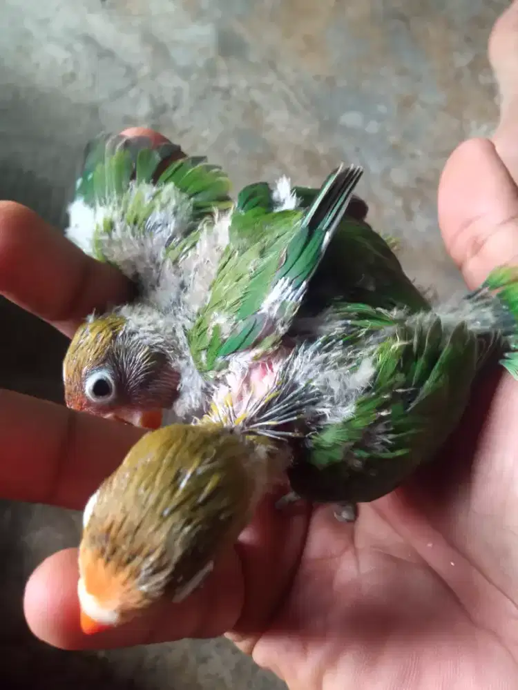 2 ekor lolohan lovebird cantik