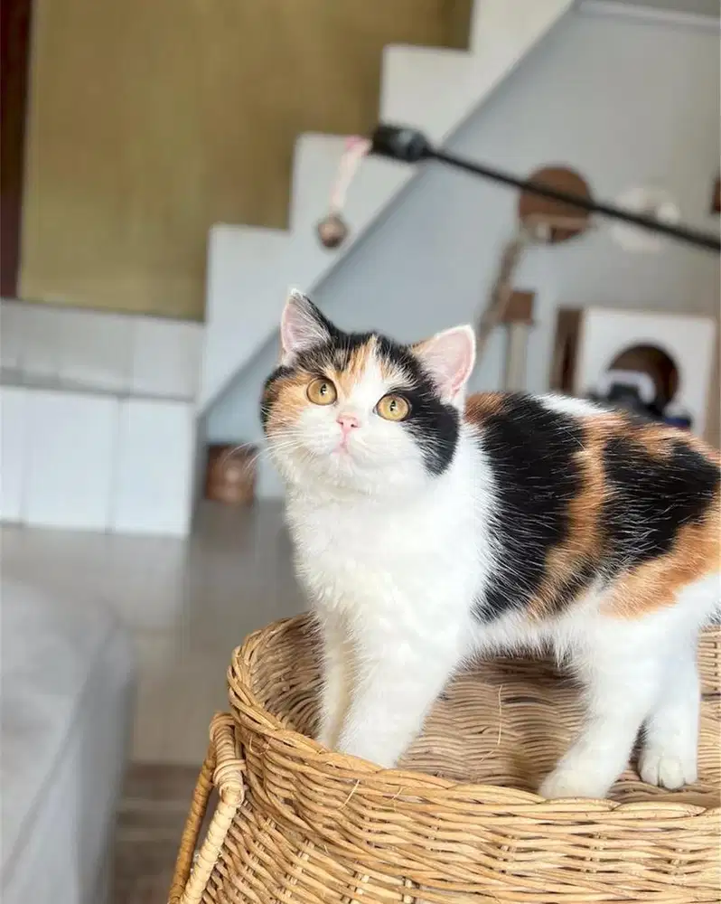 Kucing british shorthair calico gembul cinamon carrier