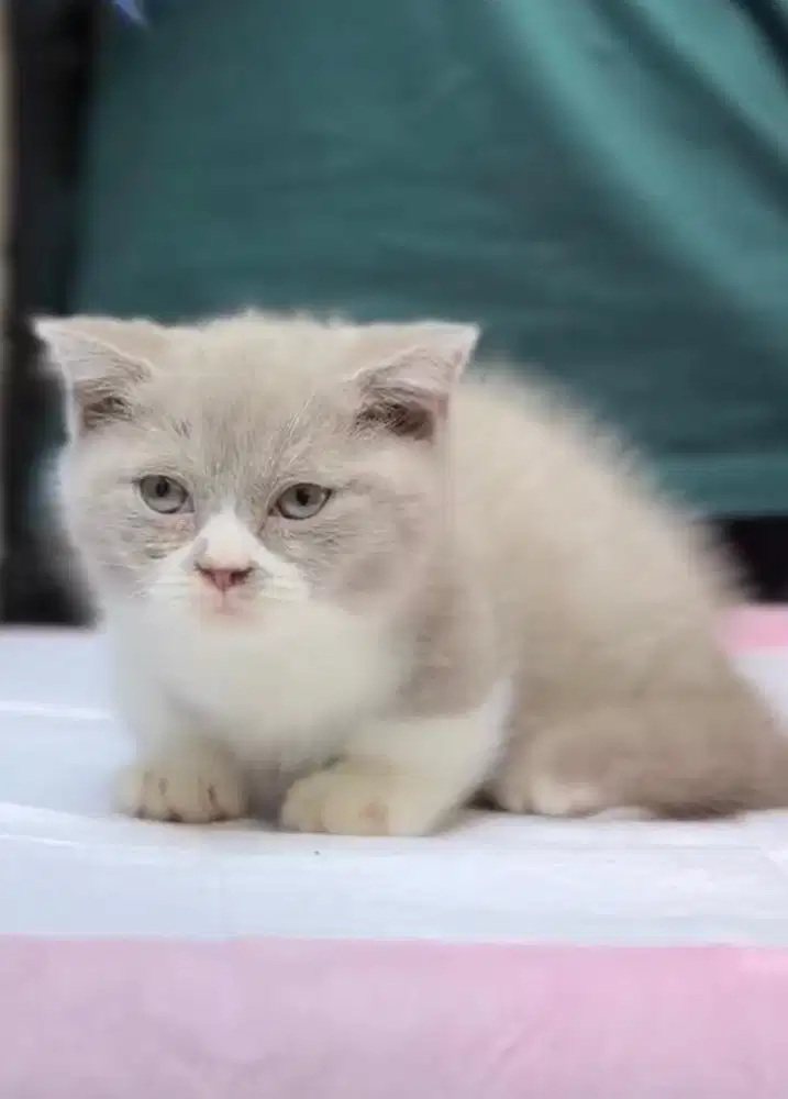 Kucing munchkin bsh british shorthair betina