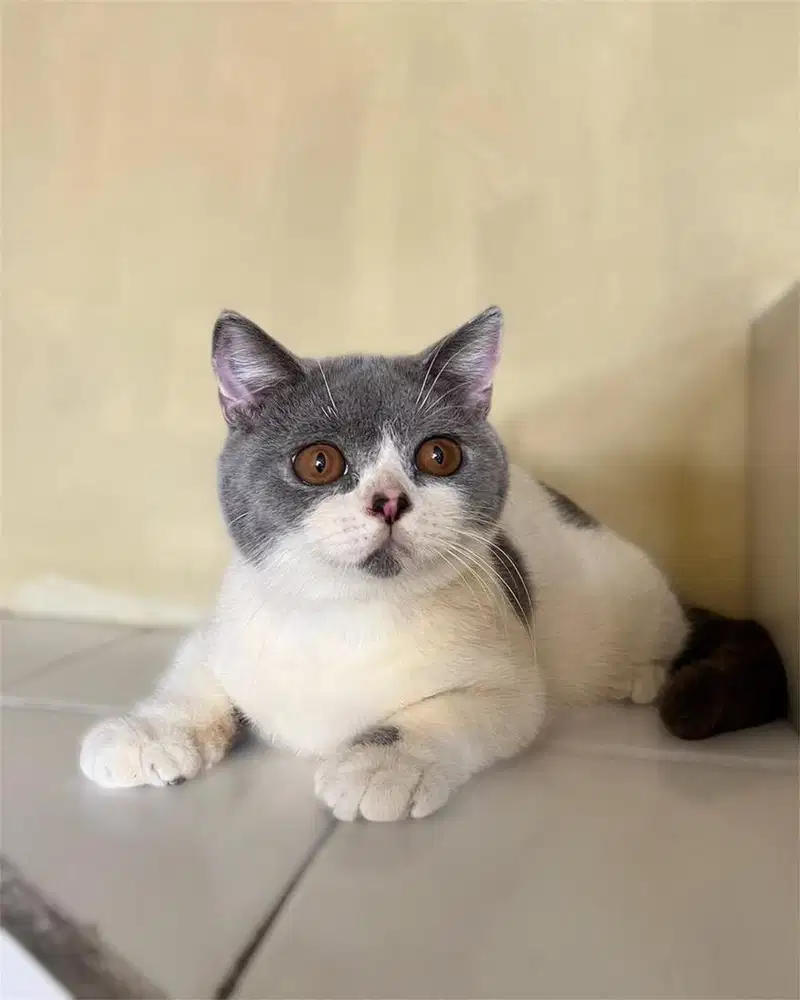 Kucing british shorthair bicolor blue