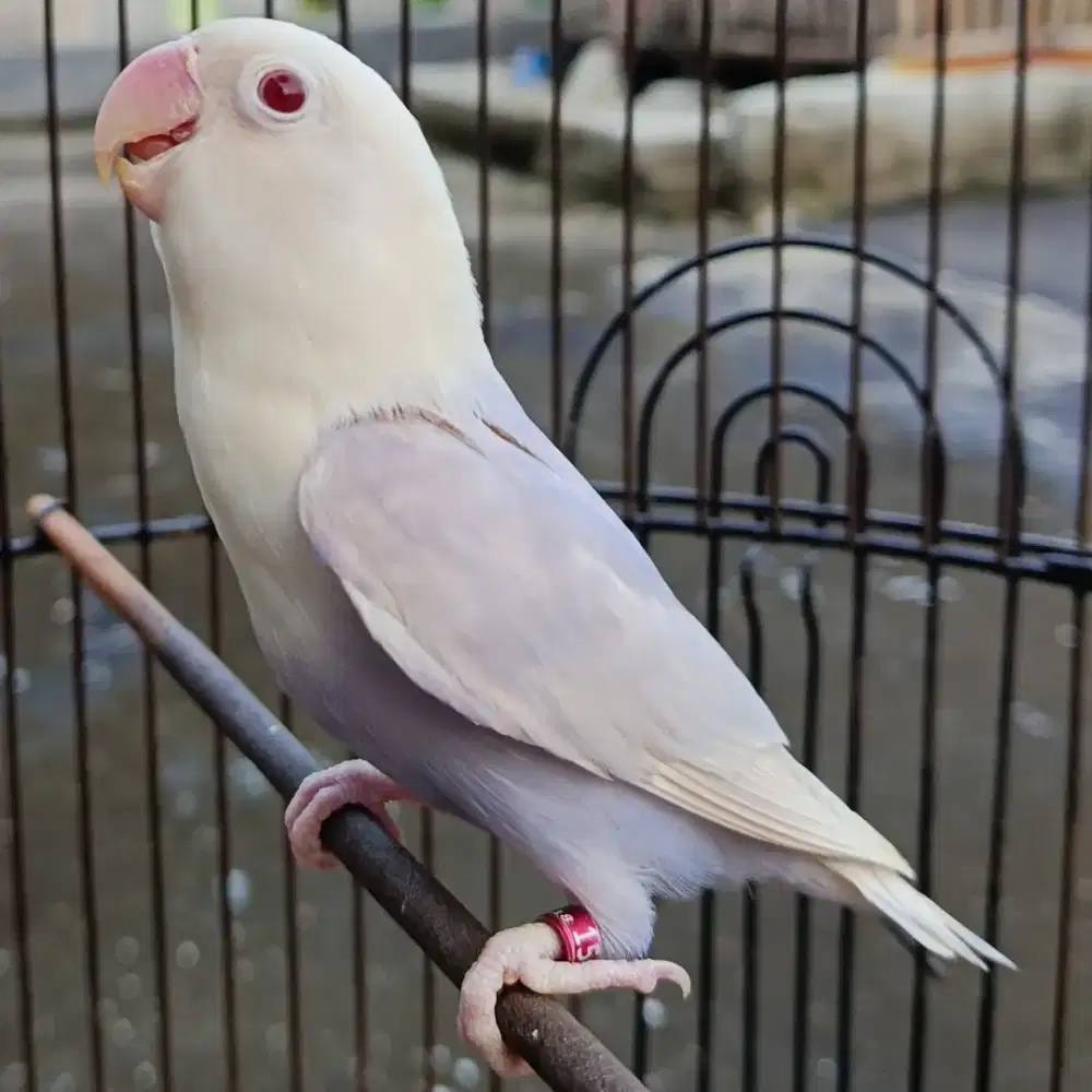 burung lovebird love bird blue pf mata merah balibu