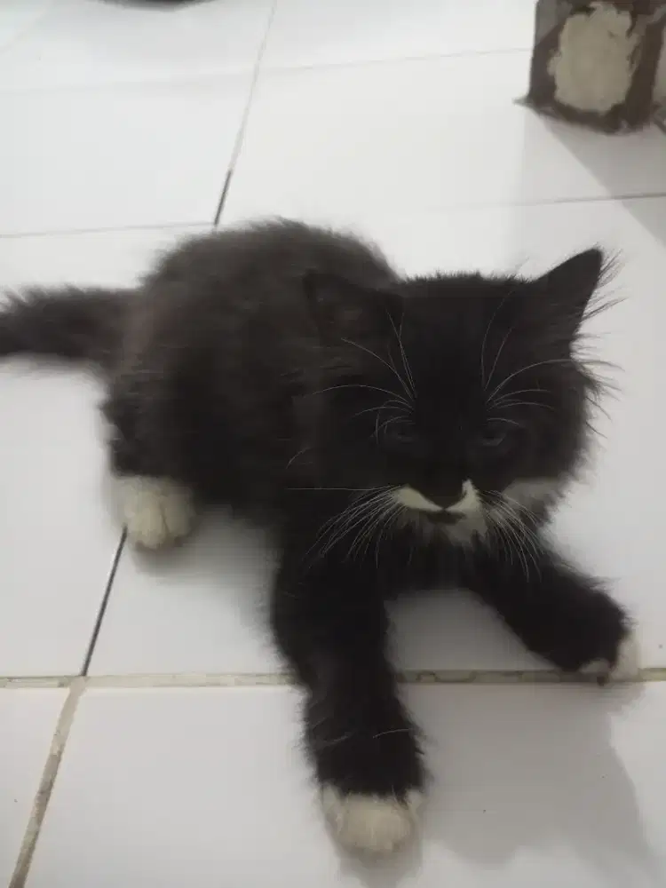 Kitten kelamin betina persilangan persia flatnose Dan himalaya