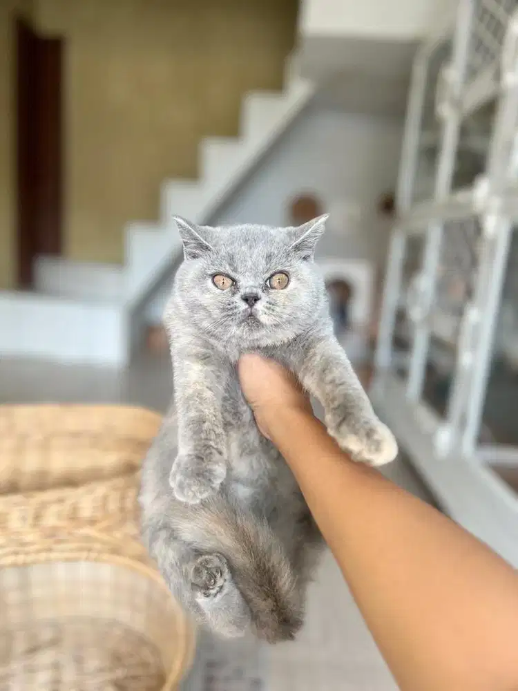 Kucing british shorthair blue tortie gembul