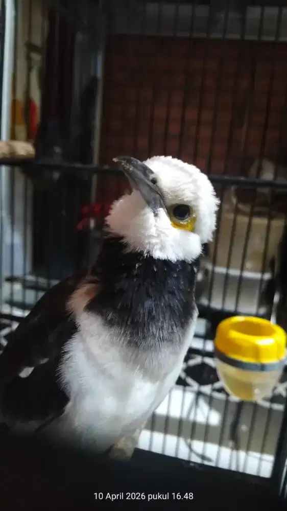 Burung Jalak hongkong