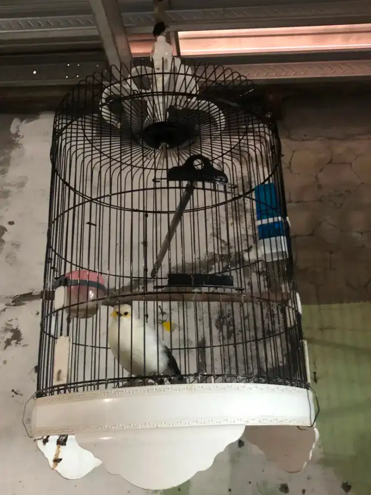 Jalak indo jinak murah