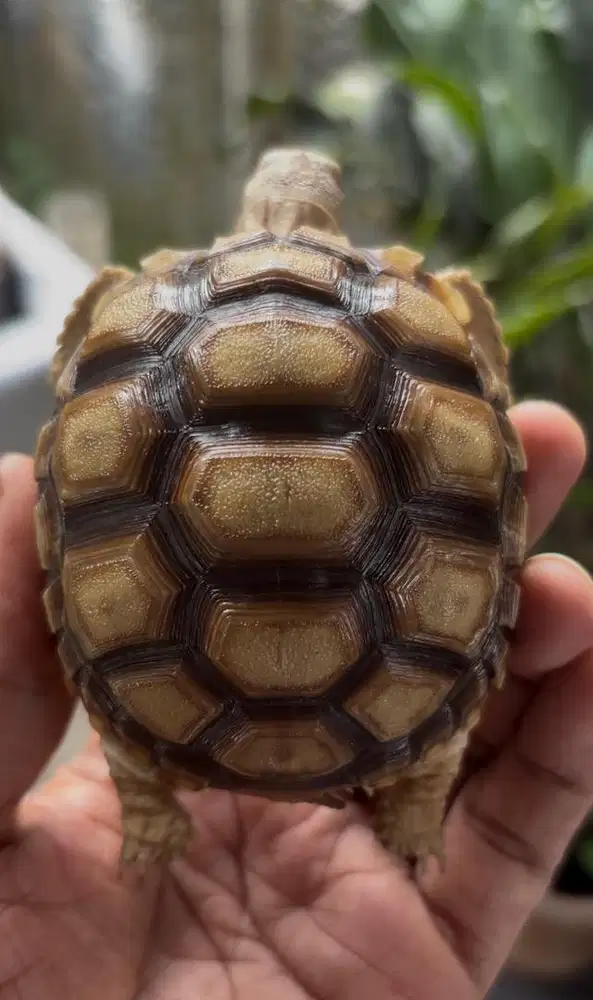 kura kura sulcata body bulat cakep