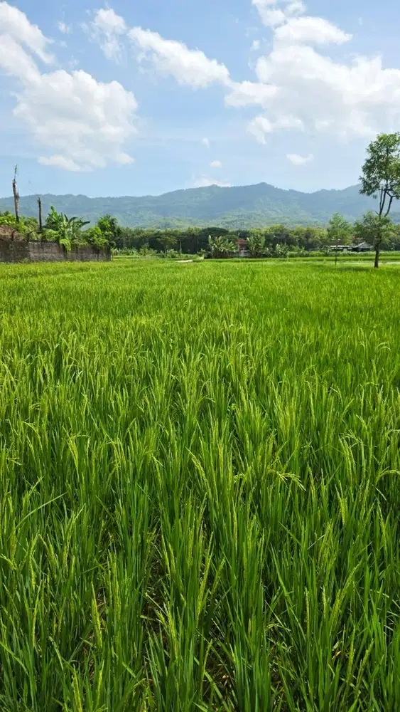 Dijual Tanah Strategis SHM di Desa Beluk, Kec, Bayat, Klaten