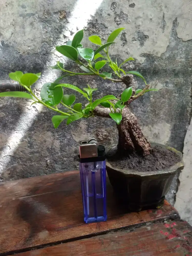 Bonsai Beringin Kimeng Shito