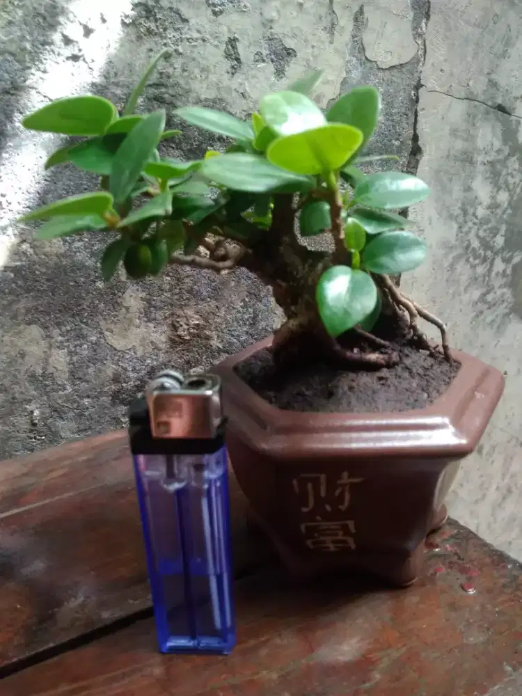 Bonsai Beringin Dollar Pot Keramik