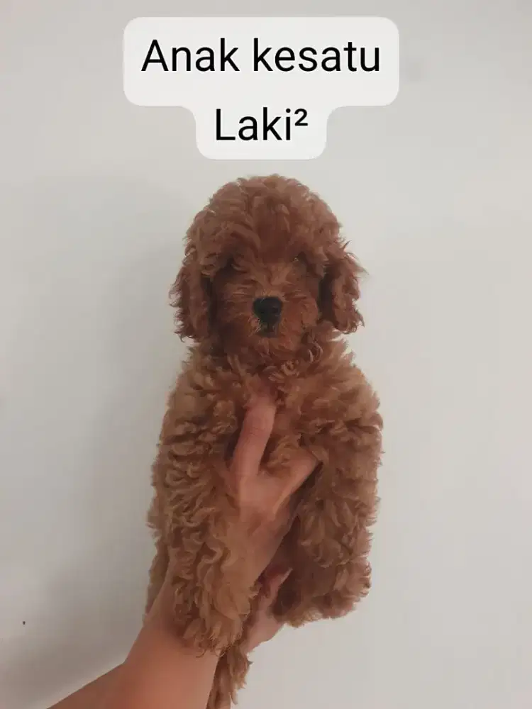 Anak anjing poodle