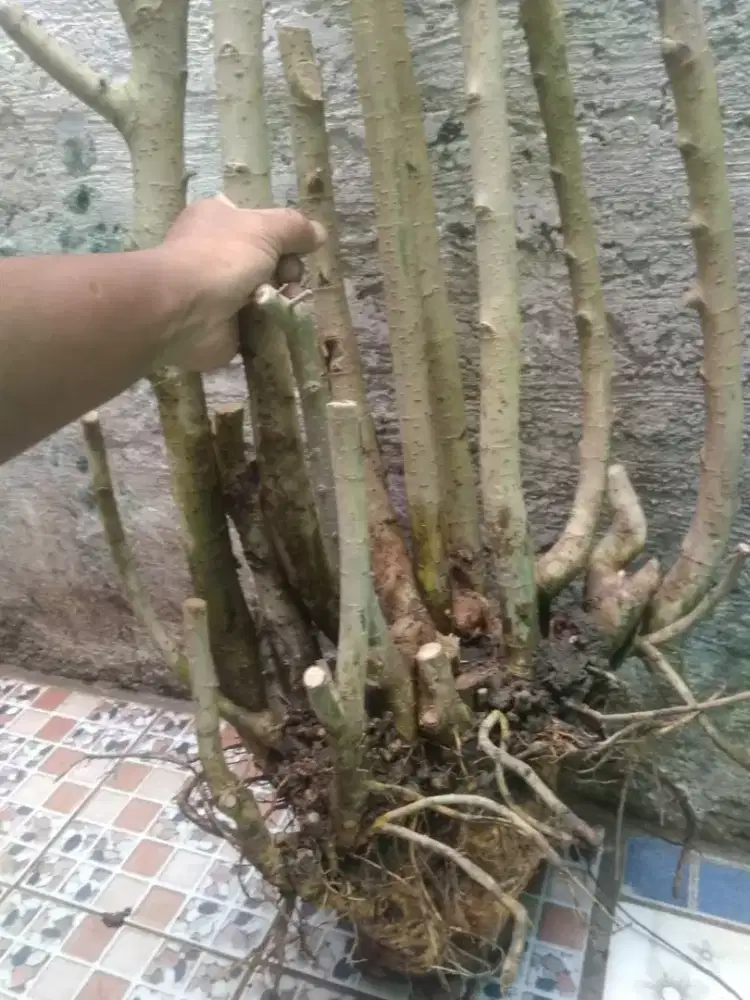 Bonggol Bonsai Serut 1 Meter