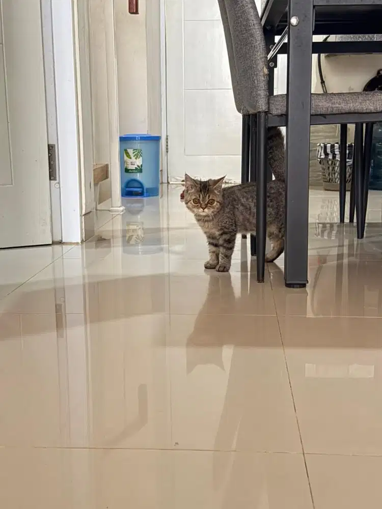 BSH x persia peaknose
