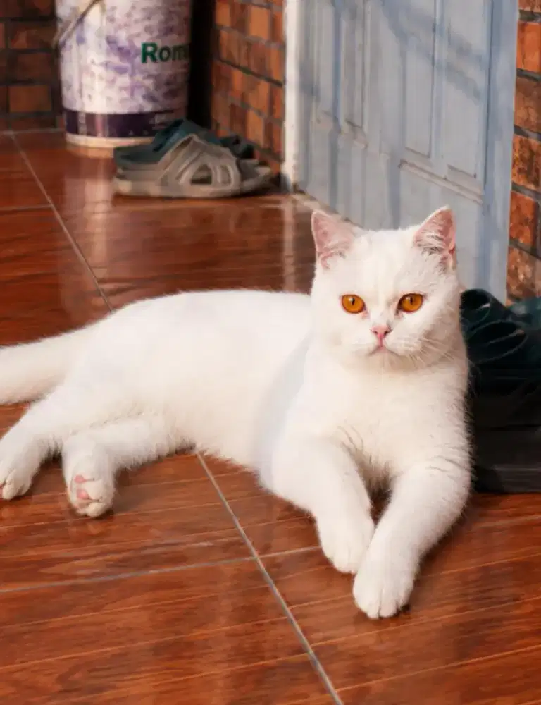 British shorthair betina