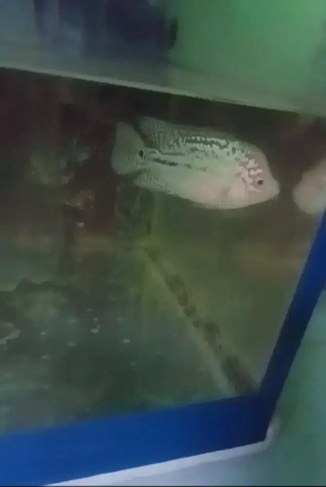 Ikan lohan kamfa