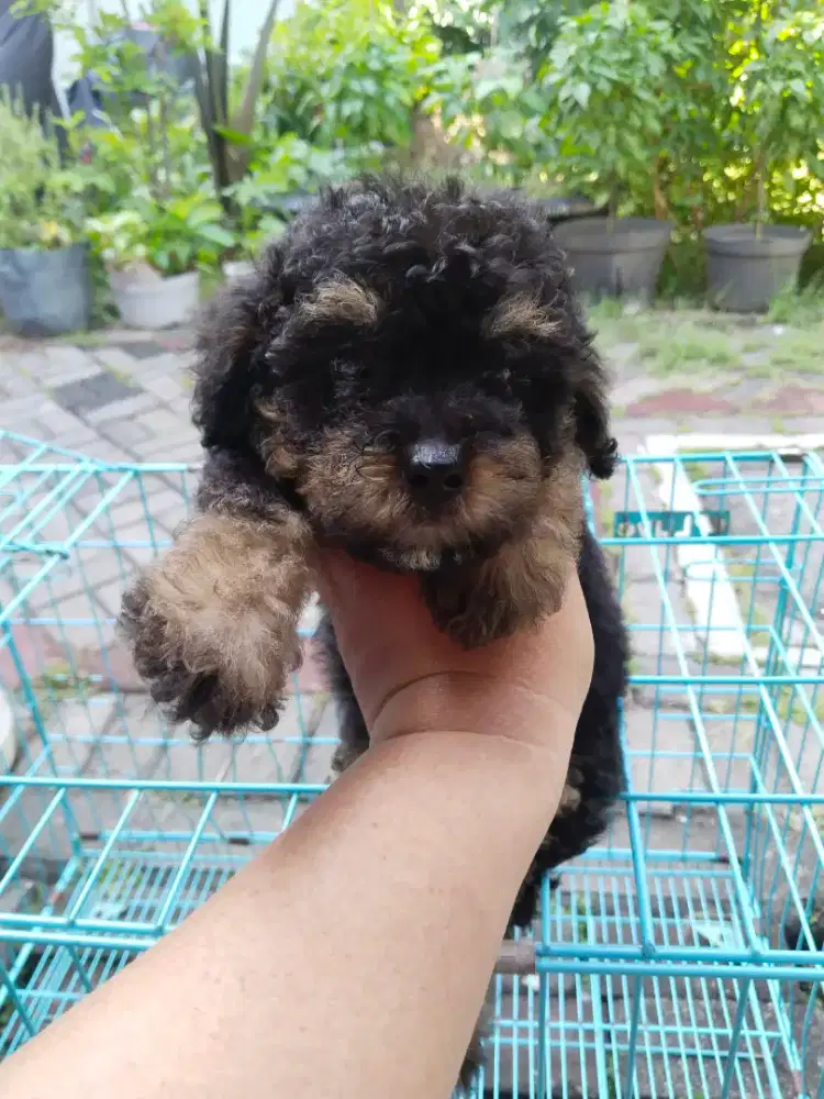 Anjing poodle murni
