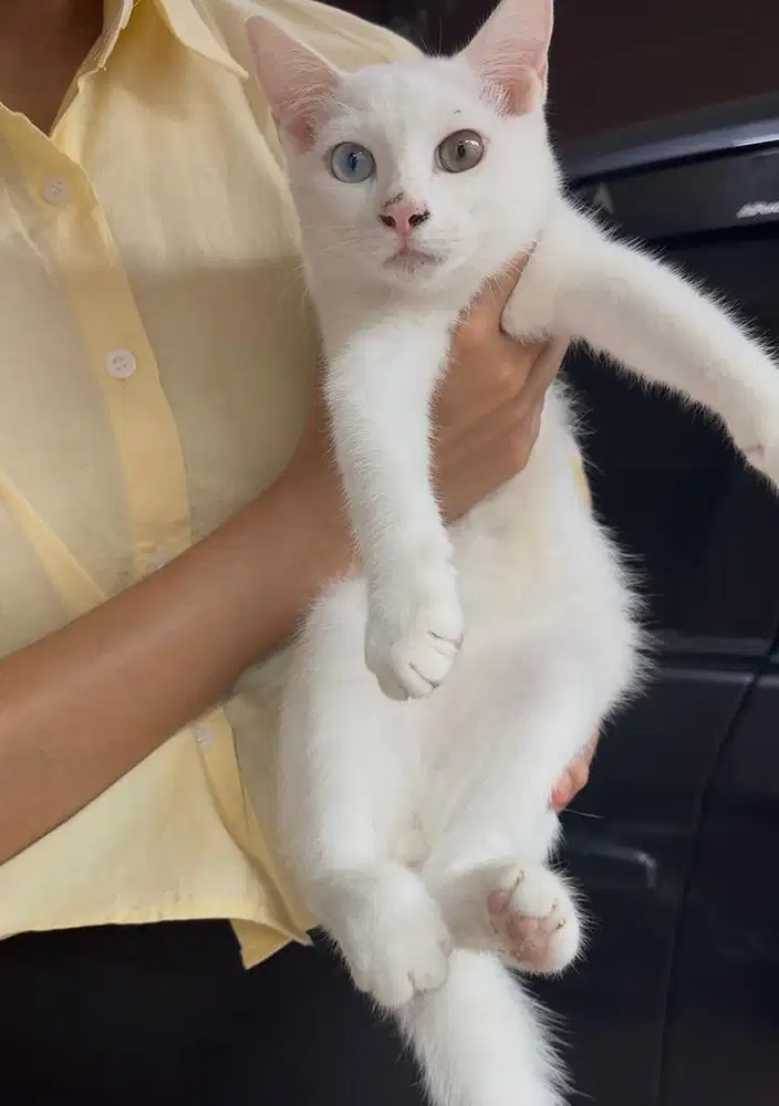 Kucing Odd Eyes
