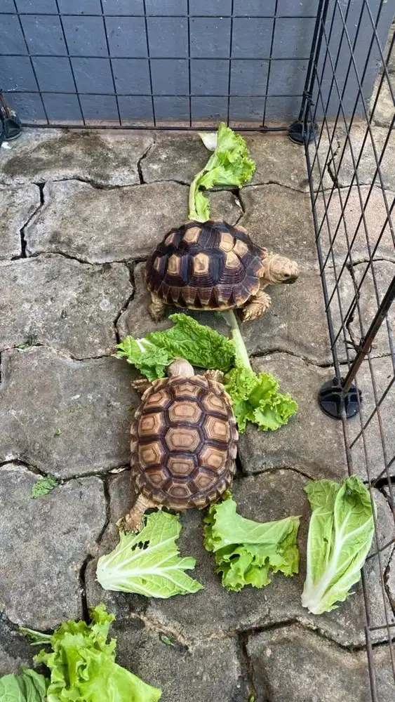 Kura kura sulcata 2ekor